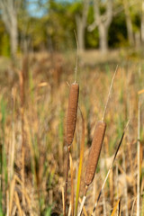 Close-Up of brown colored mature female flower spikes of broadleaf cattail or Typha latifolia