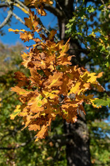 Fototapeta na wymiar Close-Up of colorful oak leaves on a sunny day