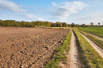 Agircutural field in late sunlight