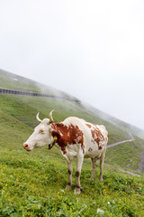 Fototapeta na wymiar Swiss cow on a mountain