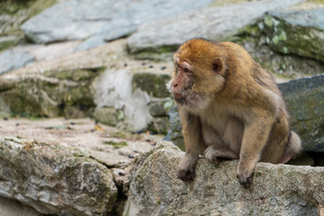 Naklejka premium Affe