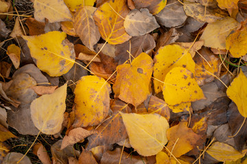 Colorful foliage / leaves on the floor in the autumn