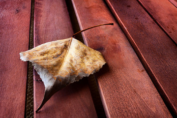 HOJA SOLITARIA SOBRE MADERA
