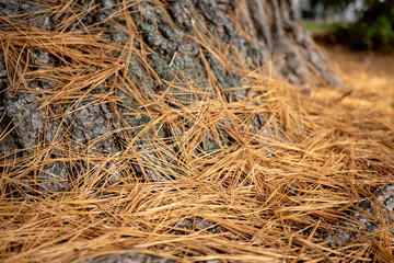 Brown old dry pine needles on the ground next to a tree