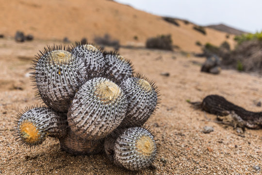 A Copiapoa Cactus inside Pan de Azucar National Park at the amazing Atacama Desert, an incredible plant life due to the humidity coming from the Pacific Ocean, Chile
