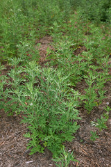 Artemisia vulgaris