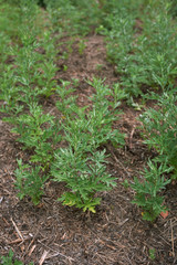 Artemisia vulgaris
