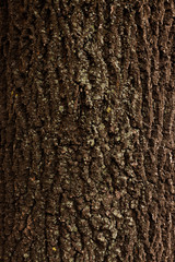 tree bark