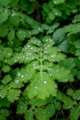 Water drops on a leave reflecting the sun