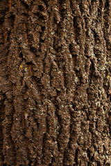 tree bark