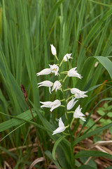 Obraz premium Cephalanthera damasonium