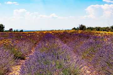 Lavender field. Harvesting. Beautiful sky. Against the backdrop of mountains and clouds. French Provence. Сard.Surroundings of Valansol.