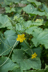 Cucumis sativus