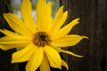 Bright, yellow flower during full bloom with dark wood in the background