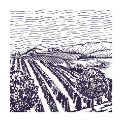 Vineyard line art, with rows of grape vines, with a grape vine in the foreground and a building, clouded sky and mountains.
