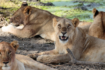 Tarangire