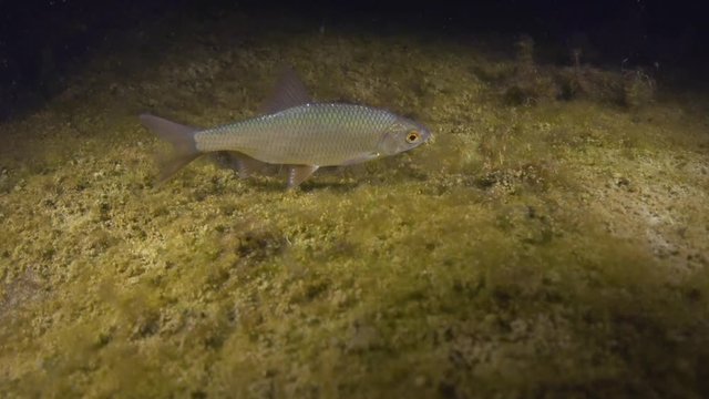 Fisch 0815