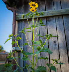 sunflower next to a barn