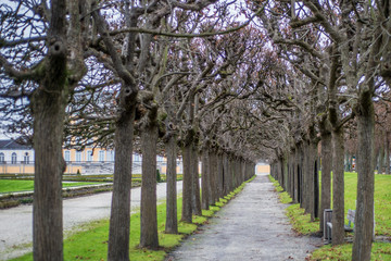 Winter trees and their shadows in the garden of The Augustusburg Palace in Bruhl near Cologne, Germany. UNESCO World Heritage Site.