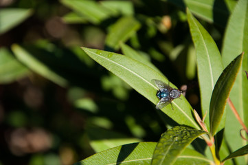 Mosca tomando el sol