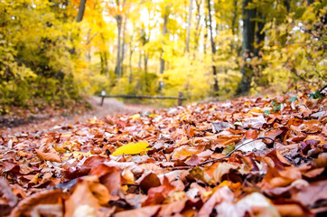 Autumn scene in the forest or park with colorful foliage