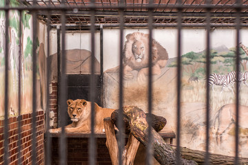 Southern African lion face. Lion is yawning and very rare in common in the zoo. But poor to be in a cage for rare animals.