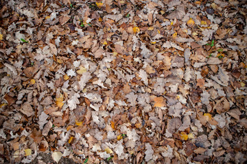 autumn leaves background