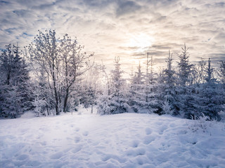 Winterlicher Sonnenuntergang im Wald