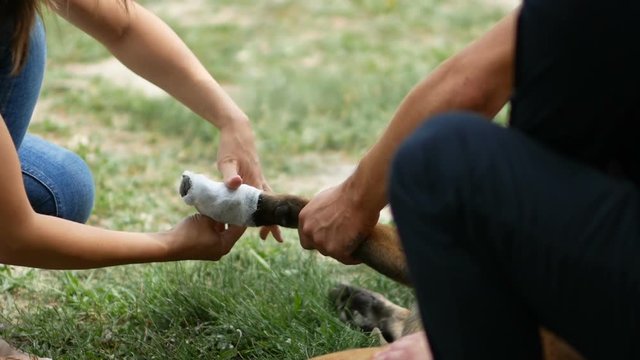 Human wrapping paw of injured dog with gauze bandage