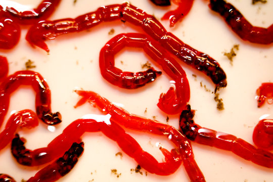 Rote Jumbo M&uuml;ckenlarven, Fischfutter 