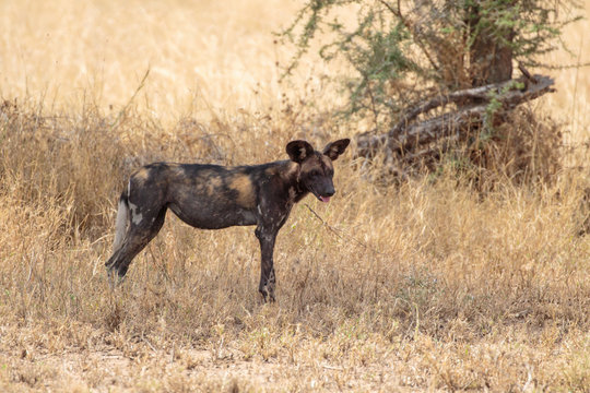 Serengeti