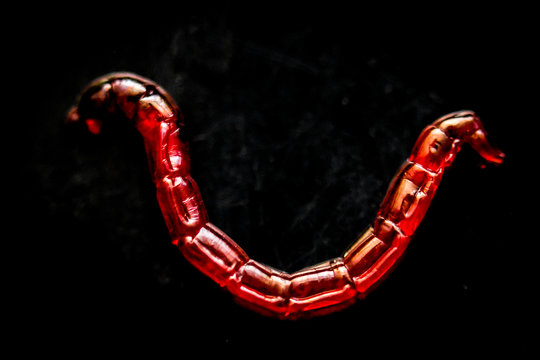 Rote Jumbo M&uuml;ckenlarven, Fischfutter 