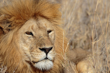 Serengeti