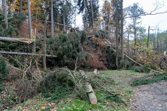 trees in the forest - wind breakage or deadfall