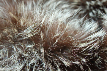 Silver fox fur. Close-up. Background. Texture.