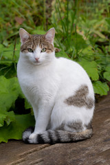 Naklejka na ściany i meble White brown cute cat sitting on the board. Beautiful pet next to the plants.