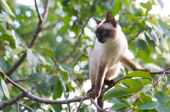 Siamese cat climbing on the tree