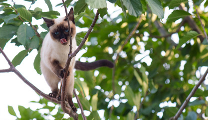 Siamese cat climbing on the tree