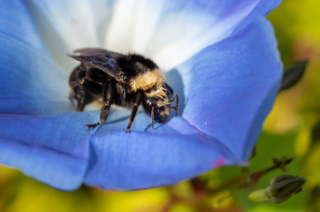 A queen Bumble Bee (Bombus) rests in a blue morning glory flower (Ipomoea tricolor)