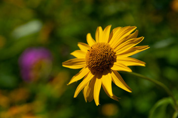 Gelbe Blüte