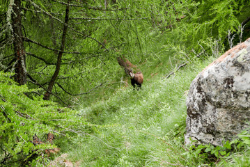 Alpine chamois into natural habitat at Grand Paradis natural reserve. - Wild animals of Cogne, Aosta Valley, Italy.