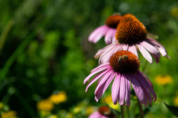 Blüte mit Biene