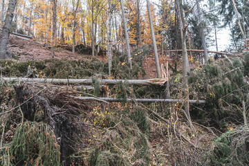 forest in autumn - storm, wind breakage or deadfall