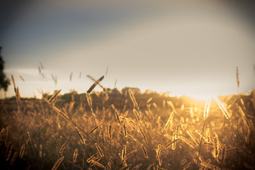 Obraz premium sunset over wheat field