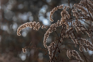 Winterblume