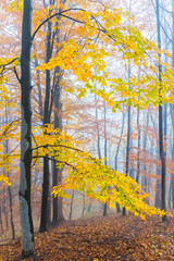 Mysterious foggy autumn forest with yellow leaves and dark atmosfere, Czech Republic, Europe