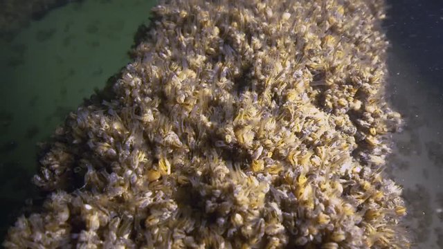 Dreikantmuscheln