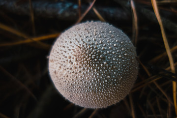 Dangerous poisonous mushrooms close up vivid image