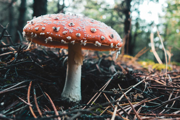 Dangerous poisonous mushrooms close up vivid image