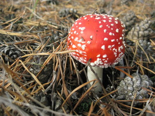 Amanita muscaria, fly agaric